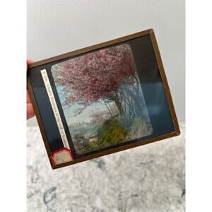 Antique Magic Glass Lantern Slide Cherry Blossoms at the Cliff of Kamony JL